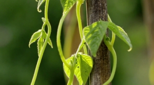 Giardiniere Virtuale